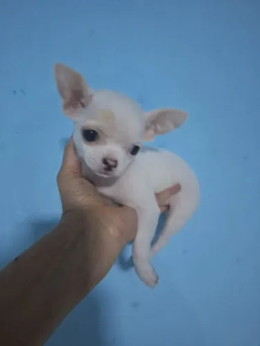 Chihuahua, 50 dias, lindos bebes