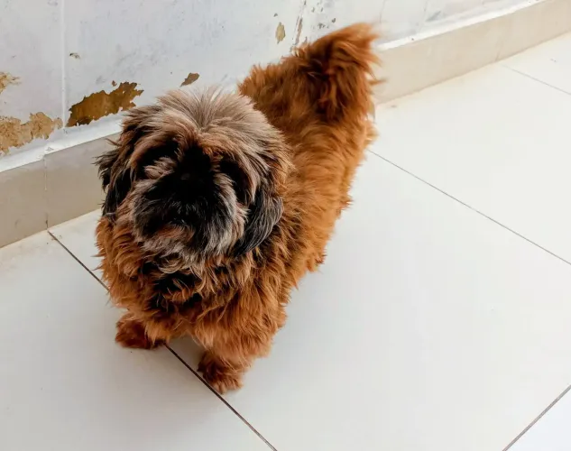 Doa se Fêmea Shih Tzu Castrada 