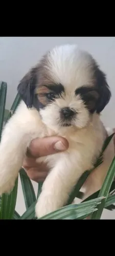 Linda shih teu fêmea