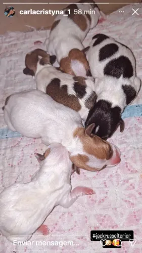 Filhotes de Jack Russell terrier