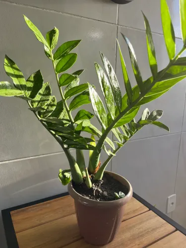 Planta Zamioculca