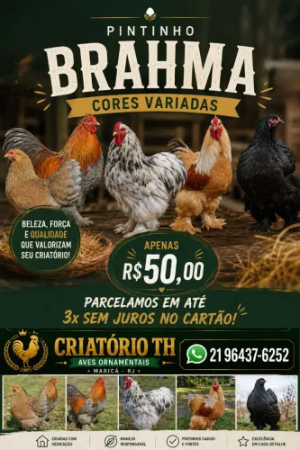 Pintinho Brahma 