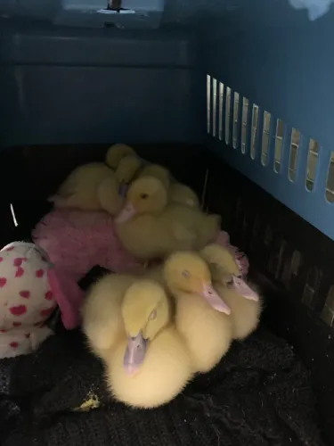 Filhote de pato