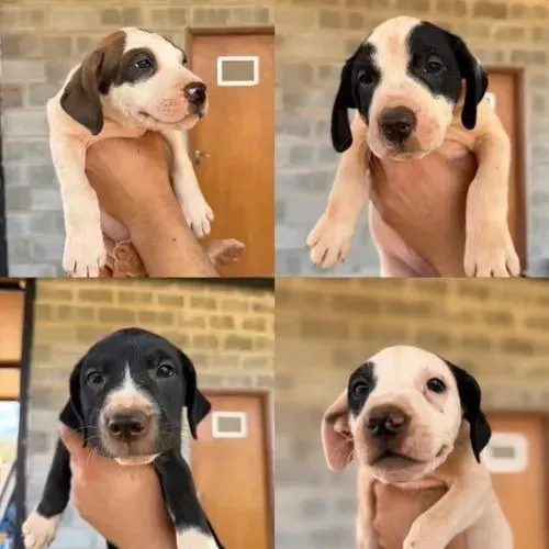 Doação de 4 cachorrinhos