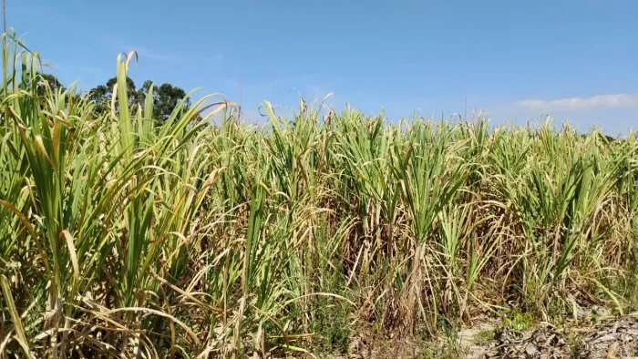 Cana de açúcar 