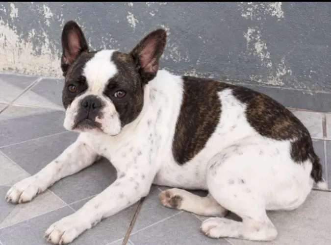 Vendo Bulldog francês 