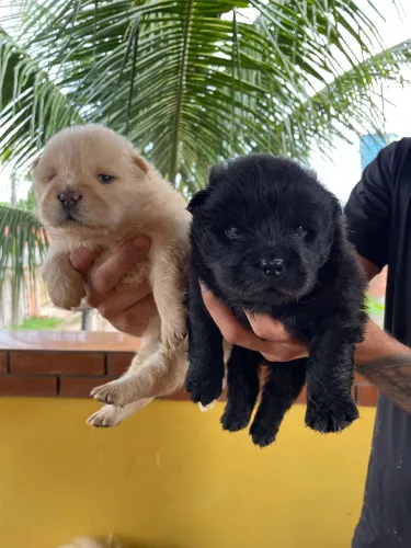 Filhotes de Chow Chow ? 