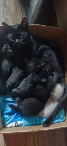 Gatinhos para adoção
