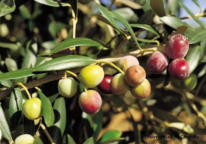 Oliveira Arbequina (vendo mudas)