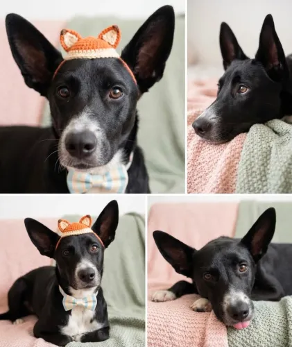 Adoção responsável: Australian Kelpie
