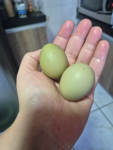 Ovos de galinha poedeira verdes e creme
