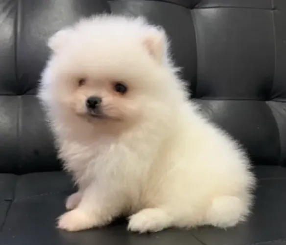 Lindos filhotes de Spitz alemão anão