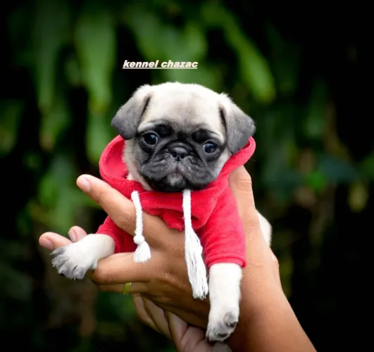 Pug mini menino lindo disponível para você