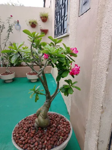 Vendo Rosas do Deserto 