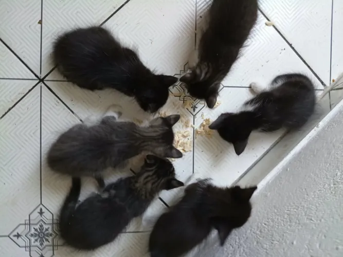 ? FILHOTES DE GATINHOS PARA ADOÇÃO ?