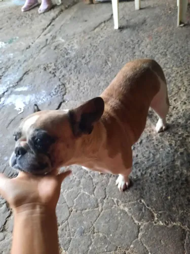 Buldogue francês fêmea 