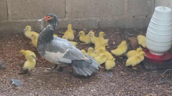 Vende filhotes de patinhos