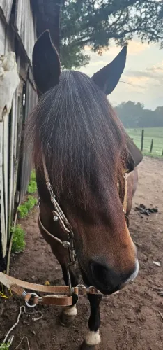 Cavalo Crioulo Rosilho colorado