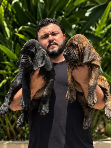 Filhotes de fila brasileiro