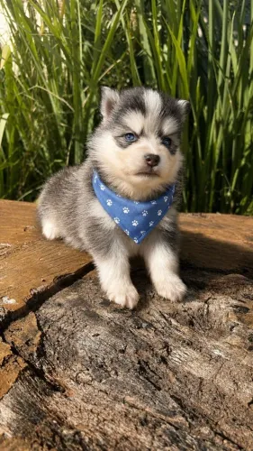 Filhote de mini husky pomsky