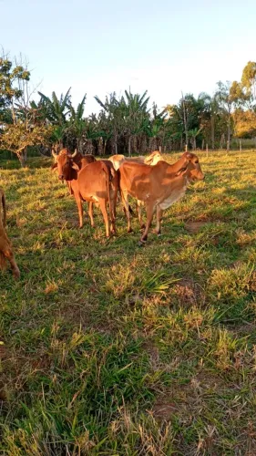 Vacas paridas