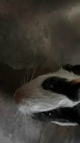 Porquinho da índia