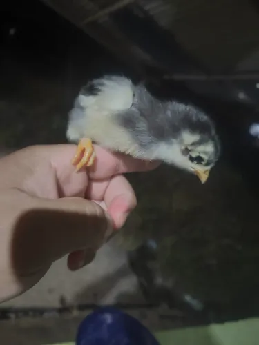 Pintinho Galinha Balão  GSB 