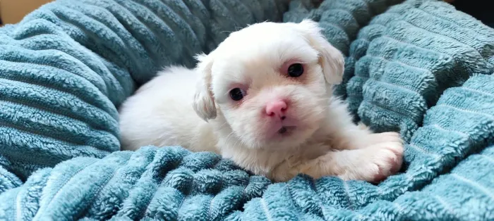 Filhote Shih Tzu