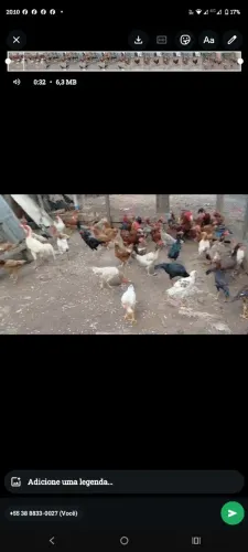 Galinhas 