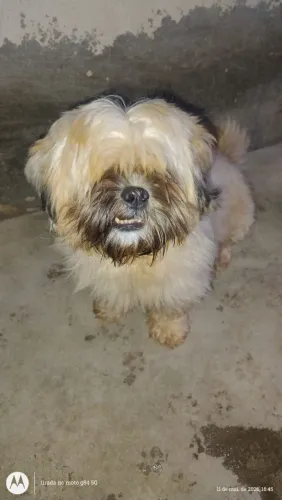Fêmea de shitzu adulta com dois anos