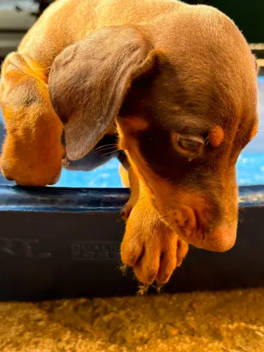 Cachorro Dobermam