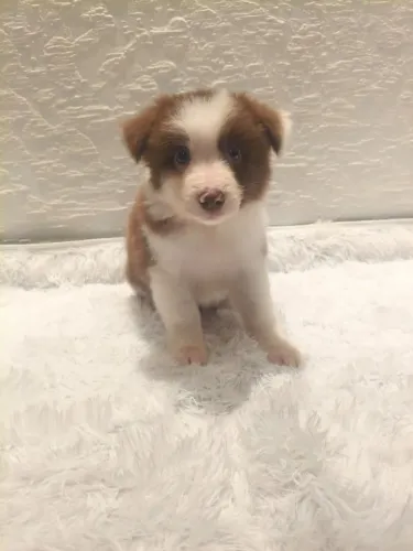 FILHOTE DE BORDER COLLIE MACHO