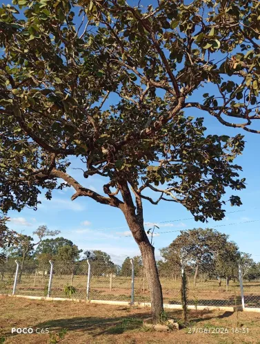 Vendo ágio de chácara no km 21 sentido miraporanga *
