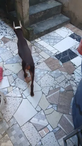Doberman fêmea 