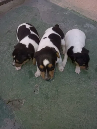 Filhotes de Fox Paulistinha Tricolor Puro
