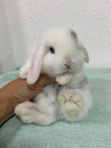 mini lop