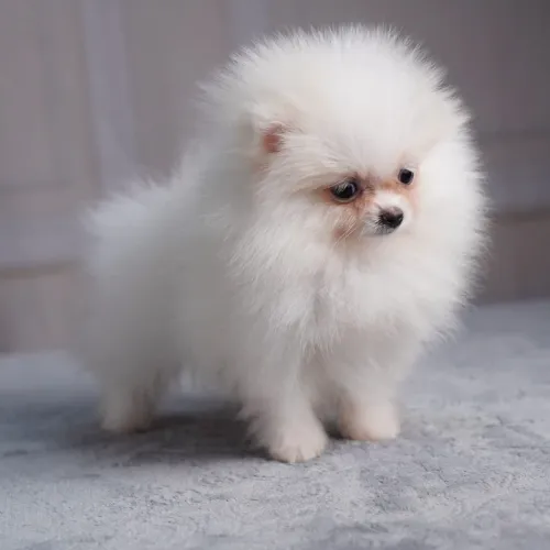 Filhotes de Spitz Alemão Anão (Lulu da Pomerânia)