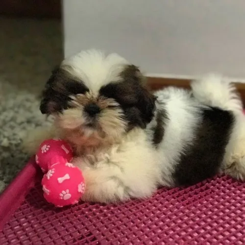 Shih Tzu adorável