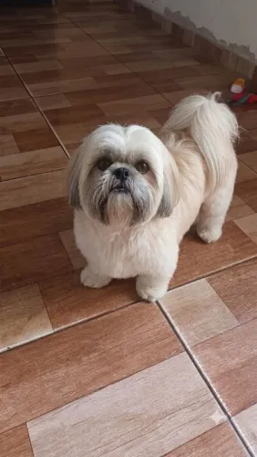 Shih Tzu Macho Adulto 