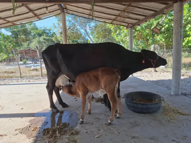 Vaca leiteira