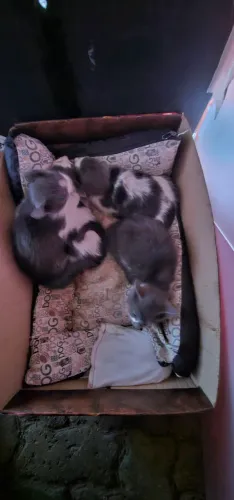 Doação de gatos