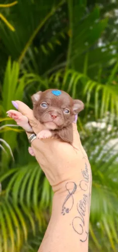 Chihuahua Femea Chocolate Pelo Curto - Lindissima