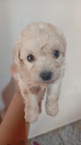 Vendo filhote poodle macho legítimo