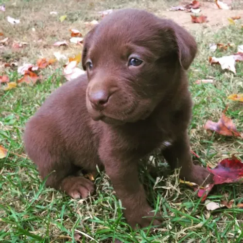 Filhote de Labrador O Parceiro Perfeito Para Compartilhar Grandes Momentos