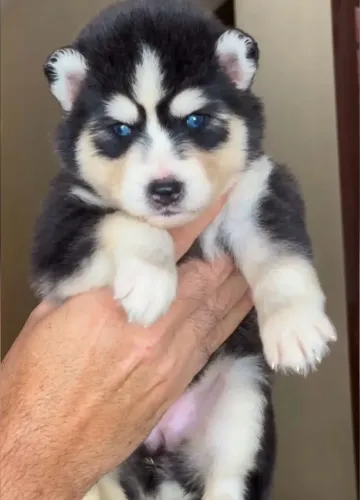 Filhote de husky siberiano pra doação