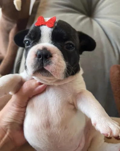 Bulldog frances muito doceis 