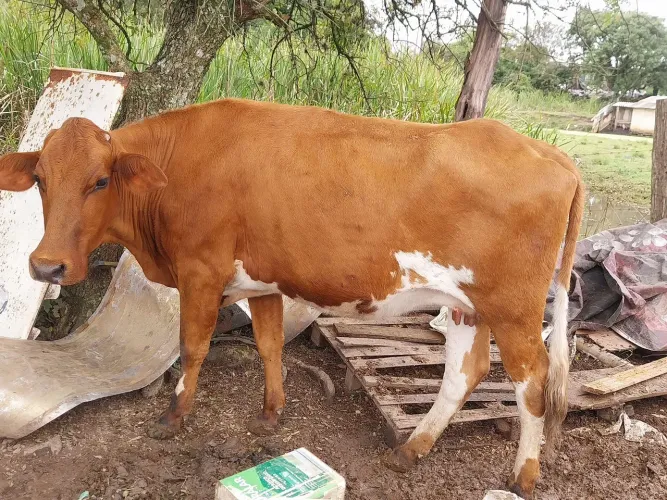 Vaca