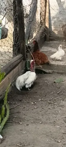 Casal sedosos 
