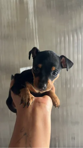 Filhote Pinscher