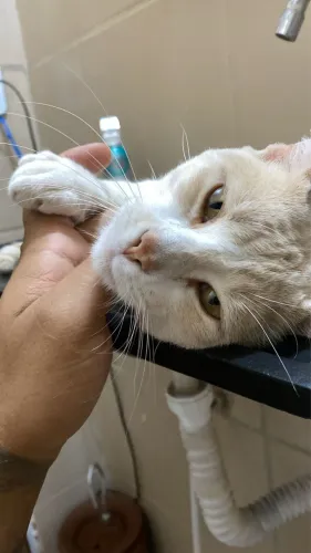 Doação de gato